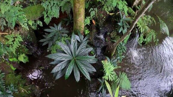 溪流中的植物和蕨类植物