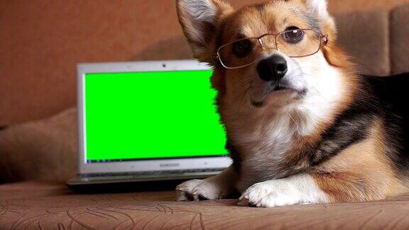戴着眼镜的威尔士柯基犬彭布罗克躺在笔记本旁边色度键