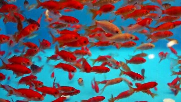许多小金鱼在水族馆里游泳