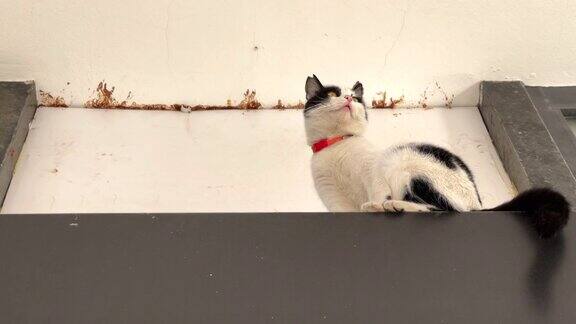 猫坐在屋顶上