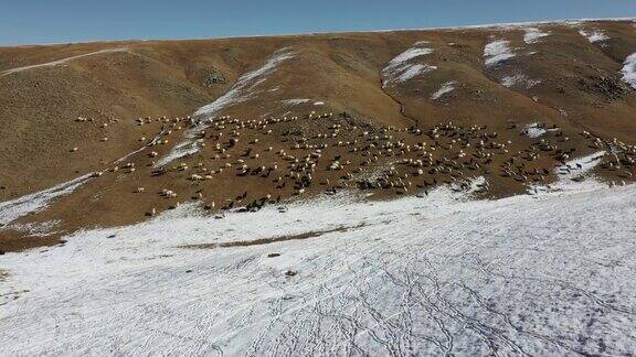 蒙古牧羊群鸟瞰图