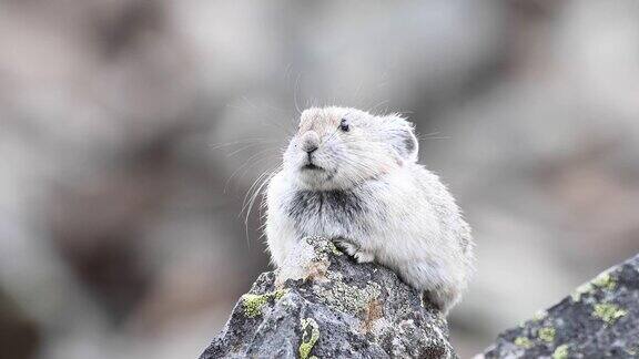 加拿大落基山脉的鼠兔