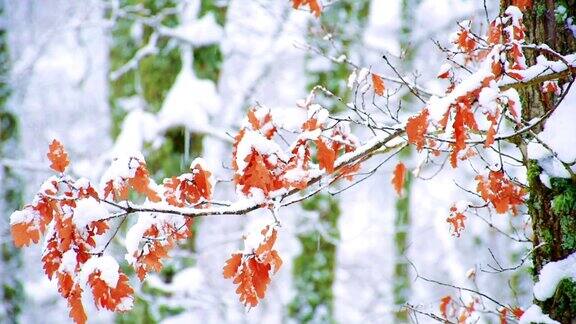 树枝上覆盖着雪