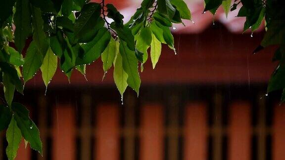 树枝在雨中拍摄慢镜头