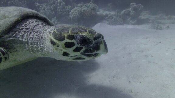 沙底上的玳瑁海龟慢动作