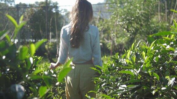 金发女孩触摸茶树种植园慢动作