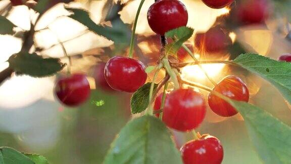 阳光下树上成熟多汁的樱桃