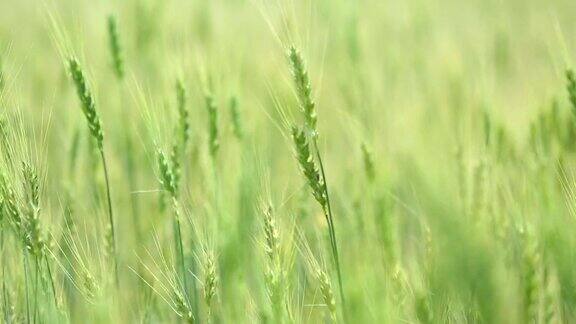 蓝天白云上美丽的麦田田野里有绿色的小麦没有成熟的小麦农场农业的耳朵