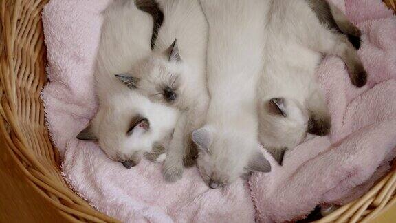 四只泰国小猫暹罗小猫在篮子里睡觉广角镜头