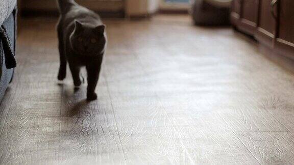 英国短毛灰猫