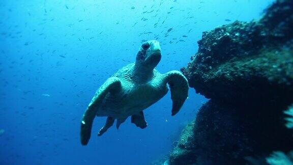 海龟在背景彩色珊瑚水下加拉帕戈斯海洋