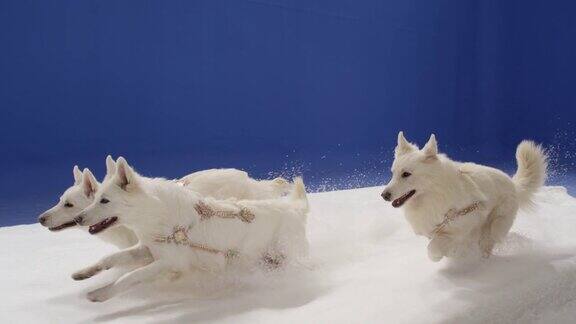 白色的狗在雪中奔跑