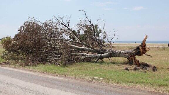 暴风雨后折断的树