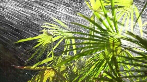 水喷在棕榈树上夏天或炎热的天气