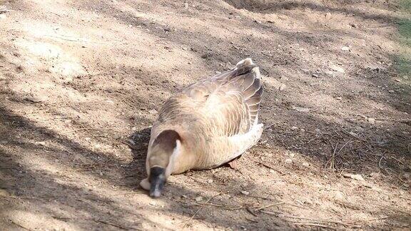 这只鹅躺在地上晒太阳宠物