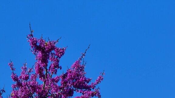 蓝天下的紫荆花