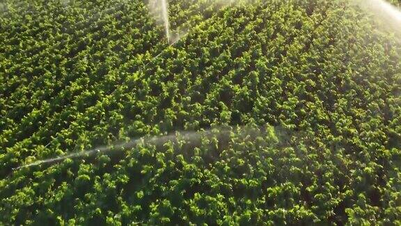 航拍灌溉农田作物的自动化灌溉系统