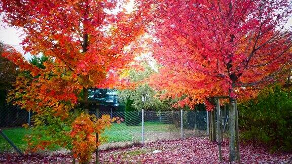 秋天的树木五彩缤纷