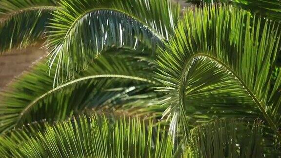 绿色的棕榈树叶子在风中和建筑的背景下