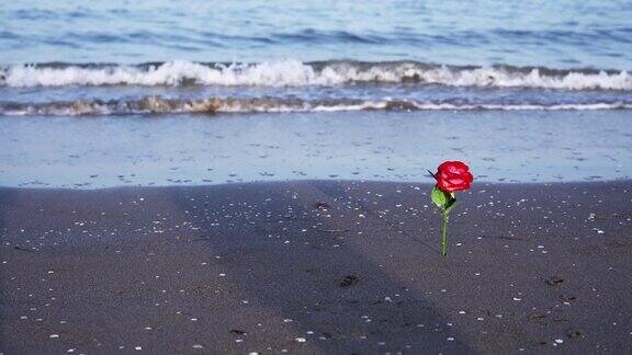 红玫瑰和湿沙上行走的人的影子