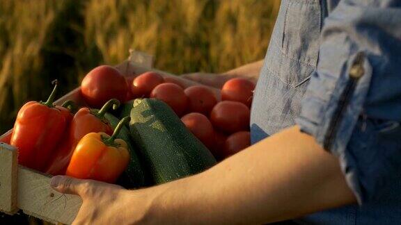 一个农夫在夕阳的田野里拿着一盒有机蔬菜:胡萝卜土豆西葫芦西红柿农贸市场:有机农业农作物的慢镜头太阳镜头的光晕4k