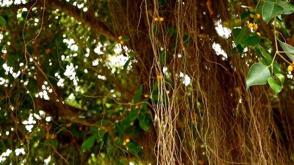 大印度榕树的褐色的长气生根在阳光和风中垂下来绿叶带着黄色的果实和虚掩模糊了复制空间自然的抽象背景热带丛林森林