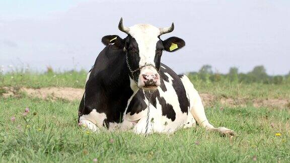 奶牛在田野里吃草