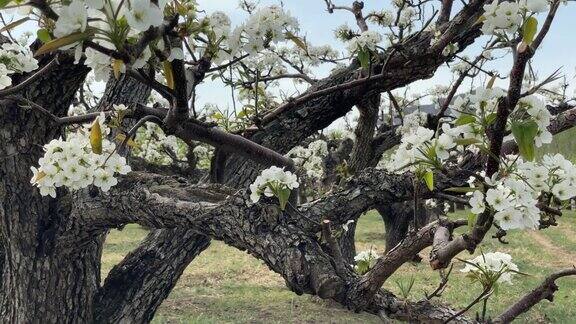 春天的苹果园