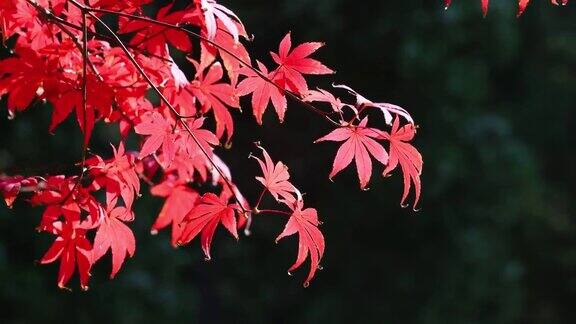 树叶在秋天变红