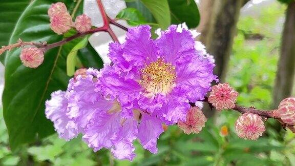 日本冲绳路边的紫薇盛开