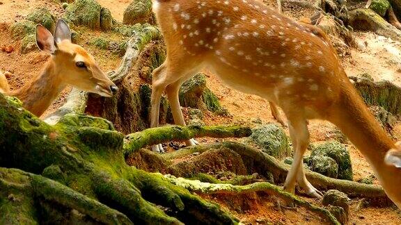 自然保护区的鹿