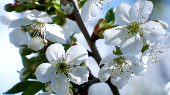 樱花树枝头4k花蓝天夏天季节美丽