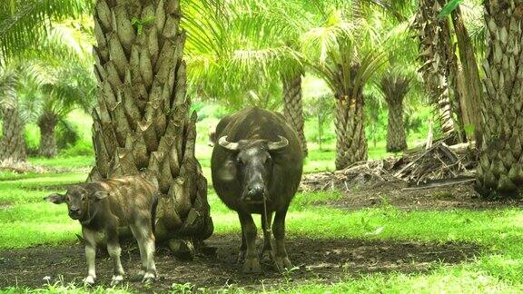 棕榈林中的水牛保和、菲律宾