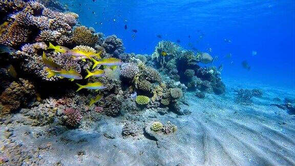 红海的珊瑚礁上有一群鲷鱼