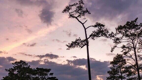 延时视频:松树在日落与戏剧性的天空剪影