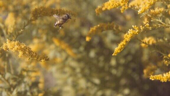 蜜蜂飞来飞去