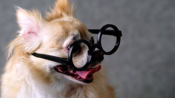 聪明的吉娃娃棕色狗戴圆形的黑色眼镜与灰色皮革背景4k格式