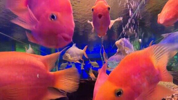 红血鹦鹉慈鲷在鱼缸里游泳