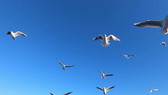 海鸥在蓝天中慢镜头地飞翔