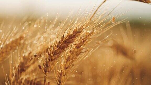 谷物落在湿润的麦穗上特写