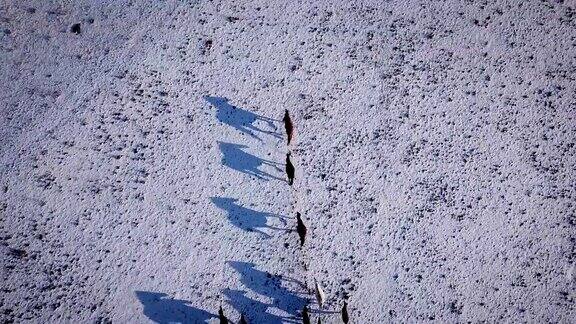 空中野马牧马冬雪草甸快冬天的范围可怜的食物野生野生马鹿群在群山间的雪地上疾驰