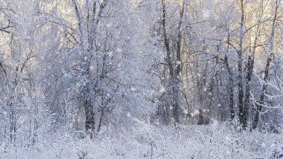 冬天的森林里飘着雪花圣诞节的早晨飘着轻柔的雪花冬天的风景白雪覆盖的树木