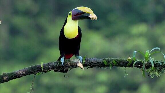 一只黄喉鸟栖息在一根树枝上正在吃香蕉