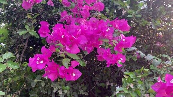 自然花园中粉红色的九重葛花