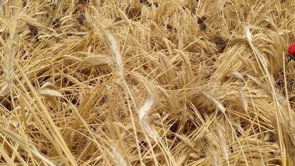 麻雀啄食田里的小麦