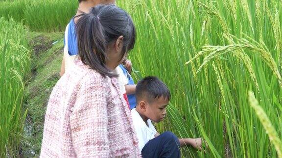 亚洲女孩和她的朋友在田野里看昆虫