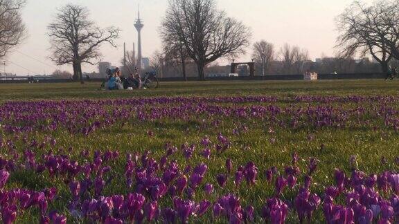 紫色郁金香和莱茵塔的背景Düsseldorf