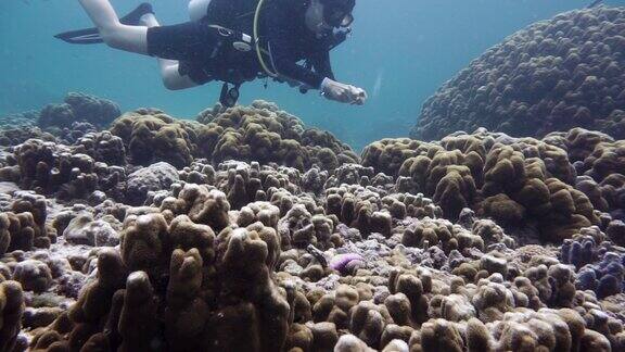 收集水下珊瑚资料的海洋生物学家