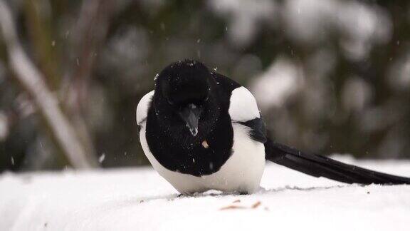 喜鹊在雪中吃粉虫