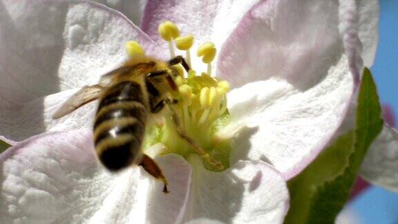 蜜蜂从春天开花的果实中采集花粉和花蜜